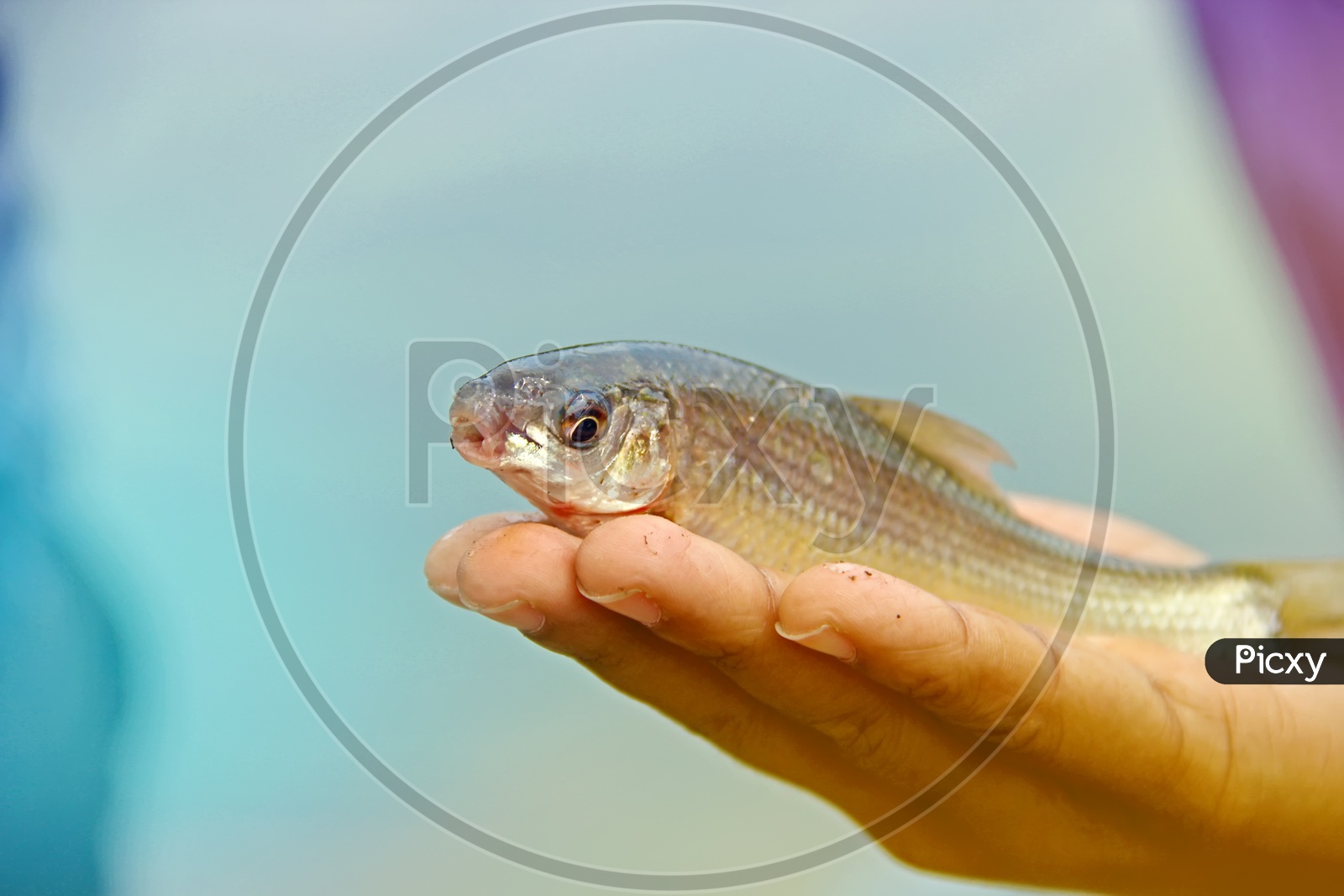 Holding a fish in hand