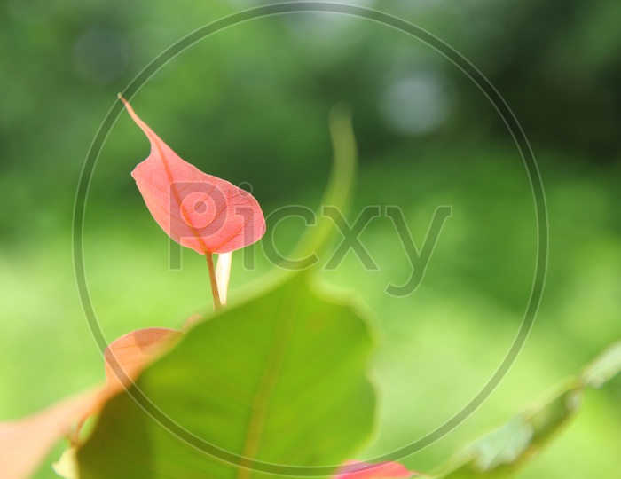 Peepal tree leaf with green background, Ravi chettu aaku
