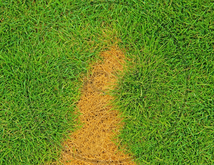 Green garden Grass Composition Shot With a Dried Golden Grass Forming  a Background