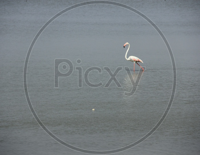 A single Flamingo in water