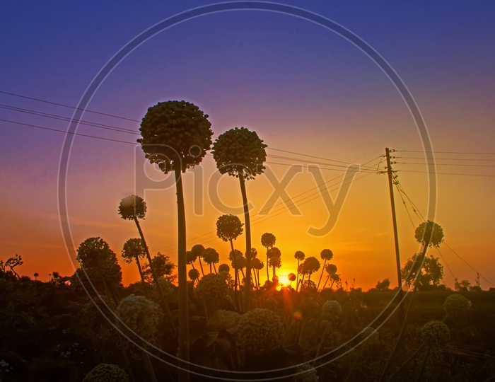 A Beautiful Sunset Over an Indian White Medow Flowers in Foreground Forming a Silhouette