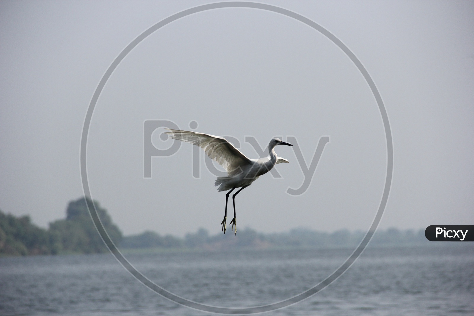 A flying Crane / Sea bird