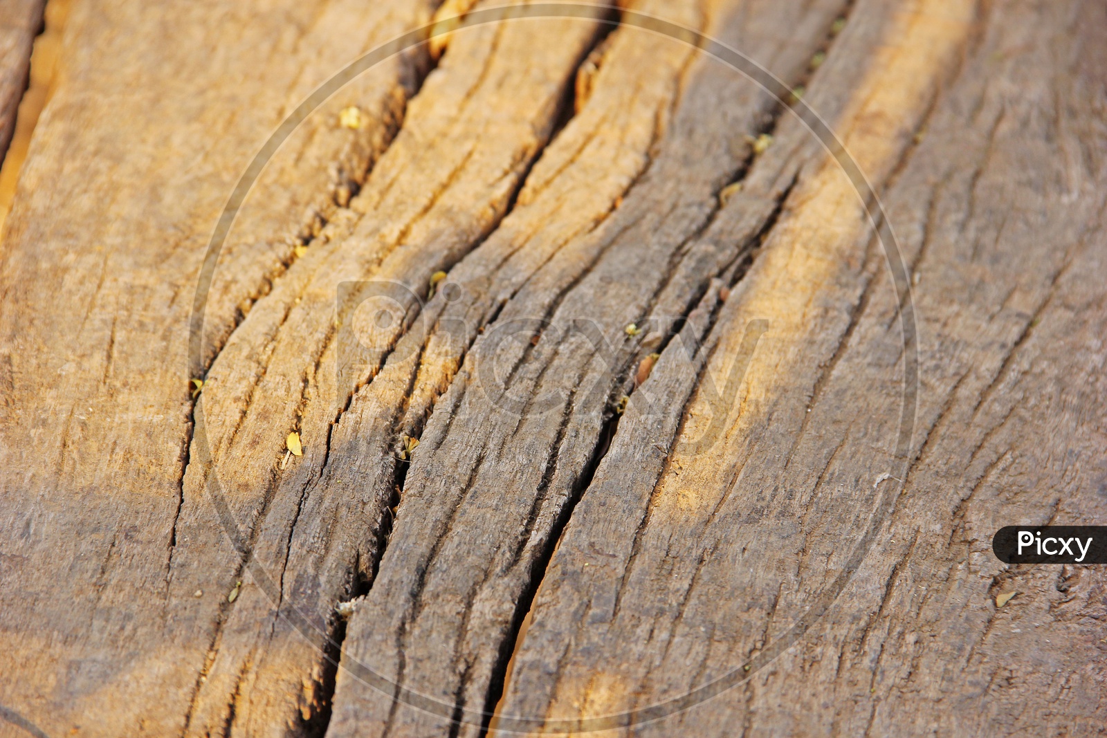 Tree bark as a background
