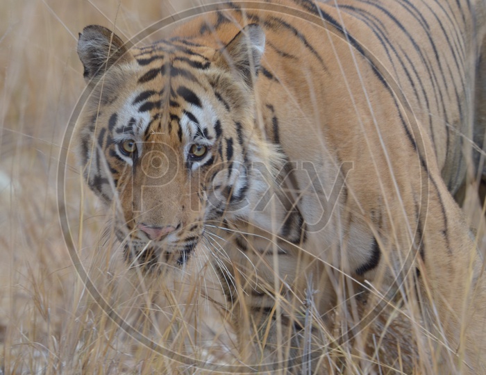 Tiger at Tadoba Andhari Tiger Reserve