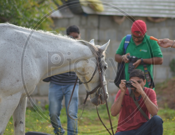 Photographers Capturing Photo of Horse at Hyderabad Polo and Horse Riding Club