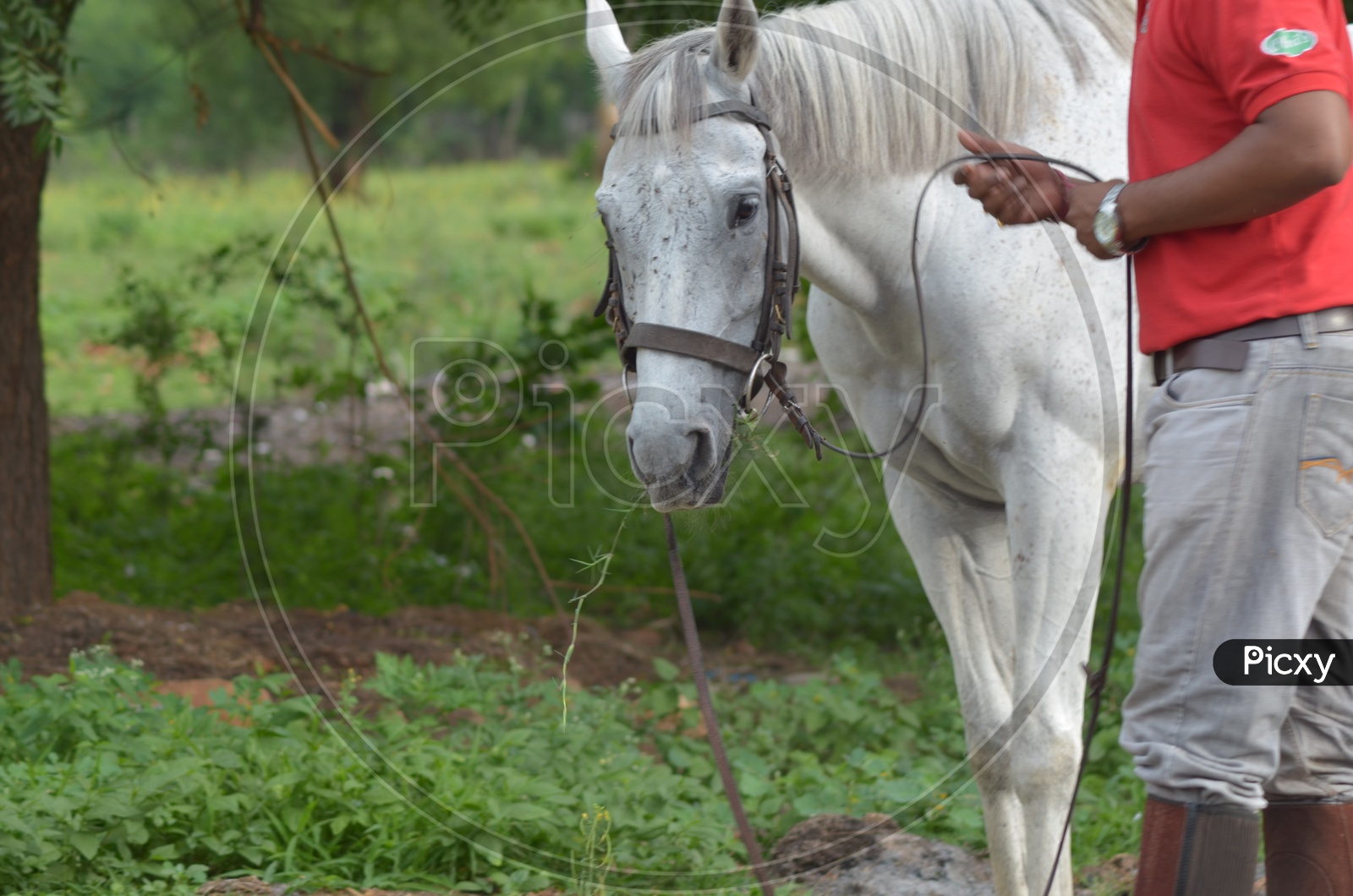 White Horse at Hyderabad Polo and Horse Riding Club