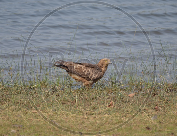 Falcon Bird at Tadoba Andhari Tiger Reserve