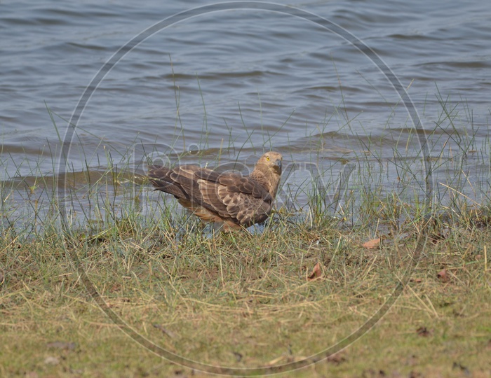 Falcon Bird at Tadoba Andhari Tiger Reserve