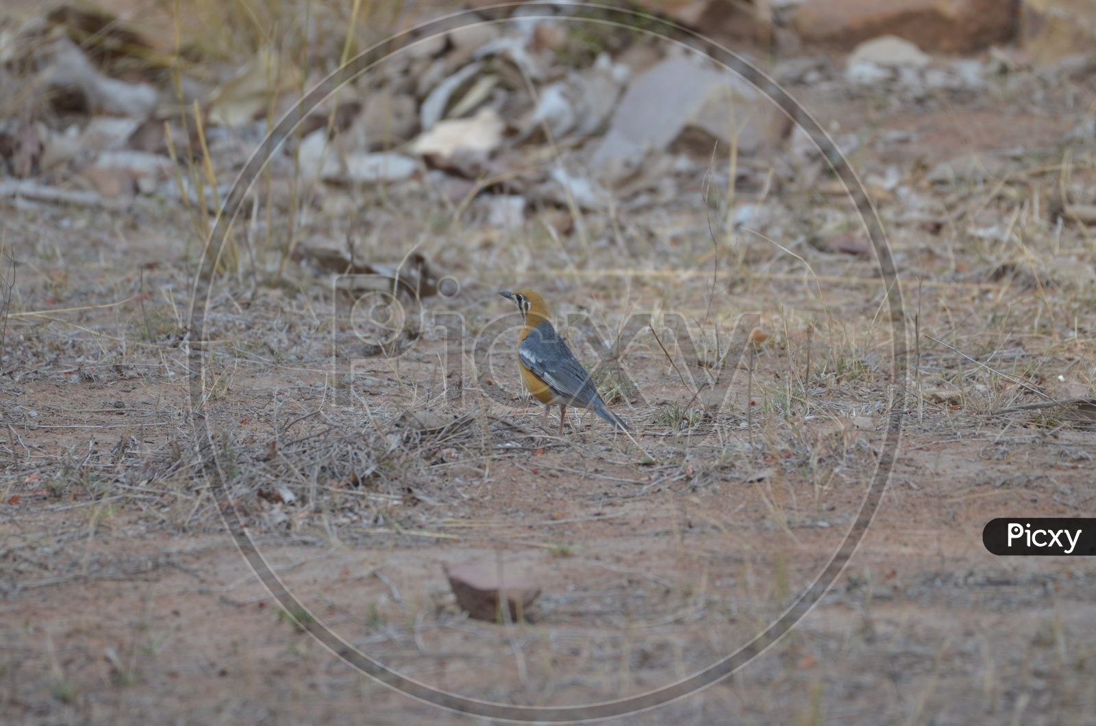 Bird at Tadoba Andhari Tiger Reserve