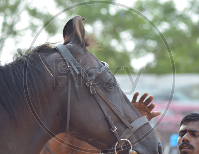 Horse at Hyderabad Polo and Horse Riding Club