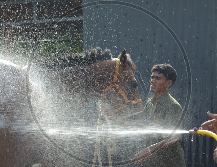 Horse Shower at Hyderabad Polo and Horse Riding Club