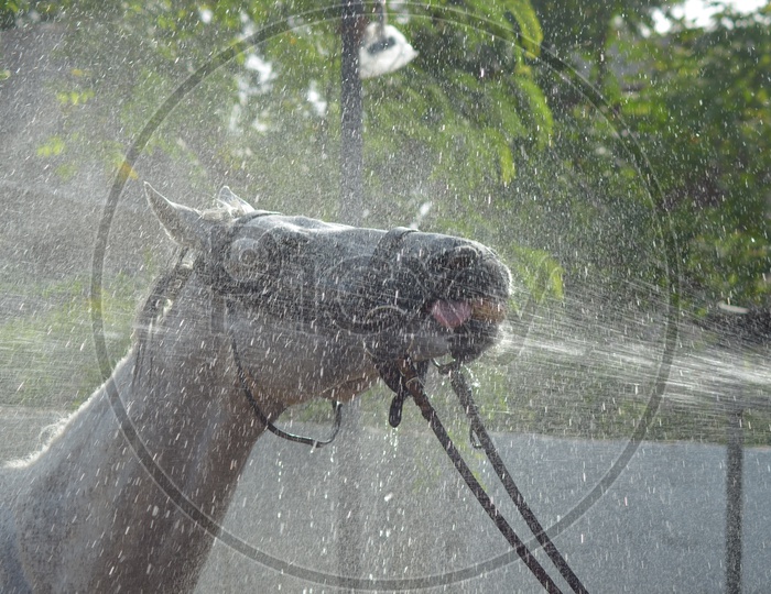 Horse Shower at Hyderabad Polo and Horse Riding Club