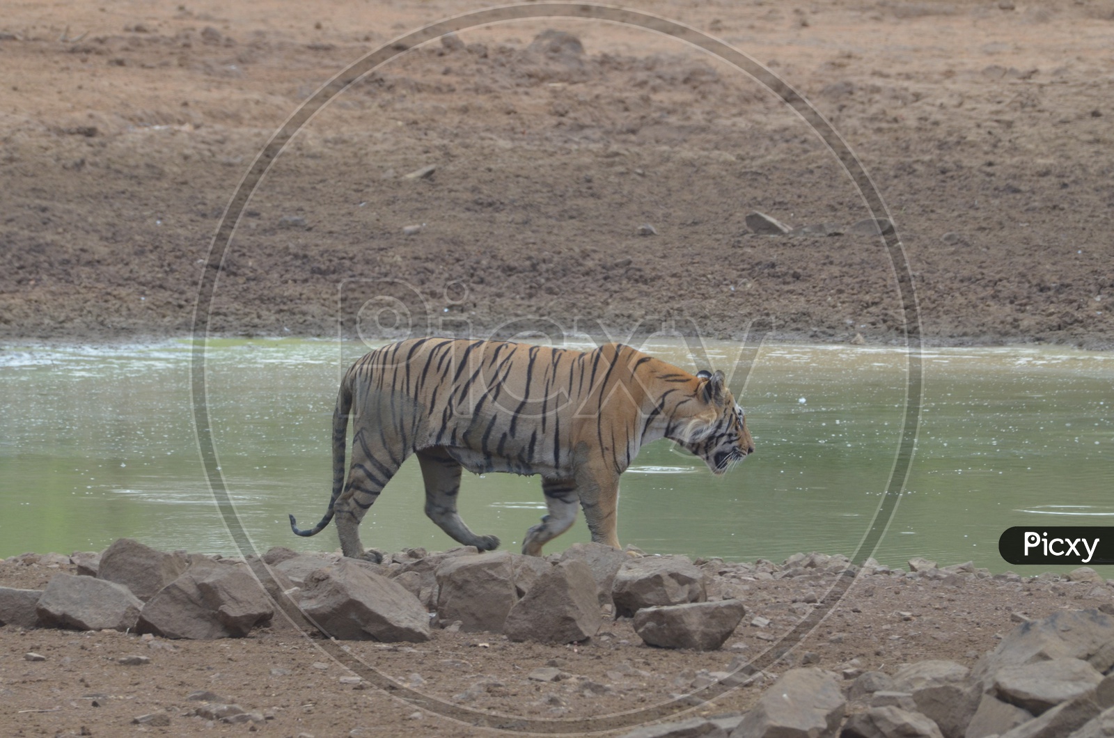 Tiger at Tadoba Andhari Tiger Reserve