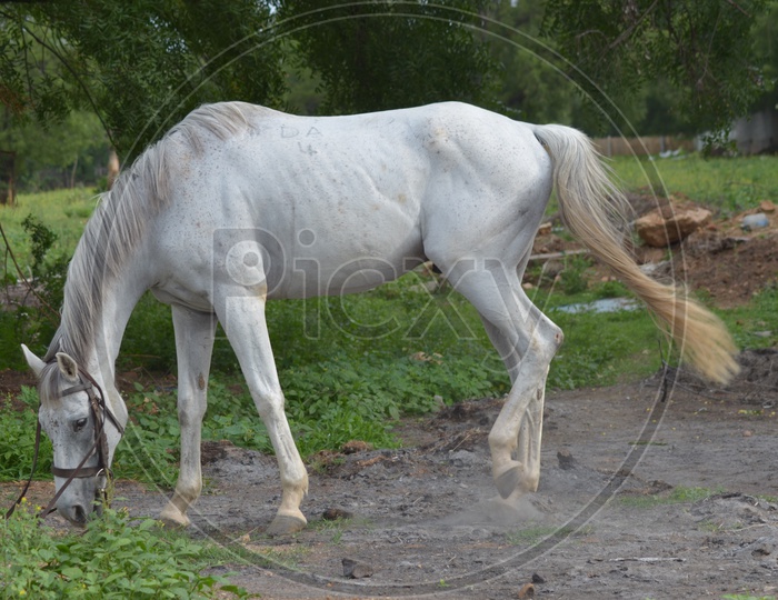 White Horse at Hyderabad Polo and Horse Riding Club