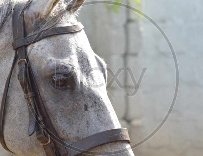 Horse at Hyderabad Polo and Horse Riding Club