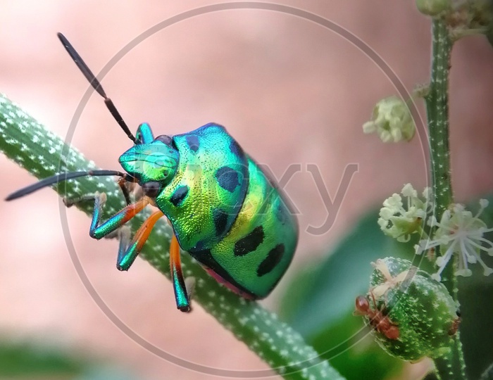 Scutelleridae (jewel bugs)