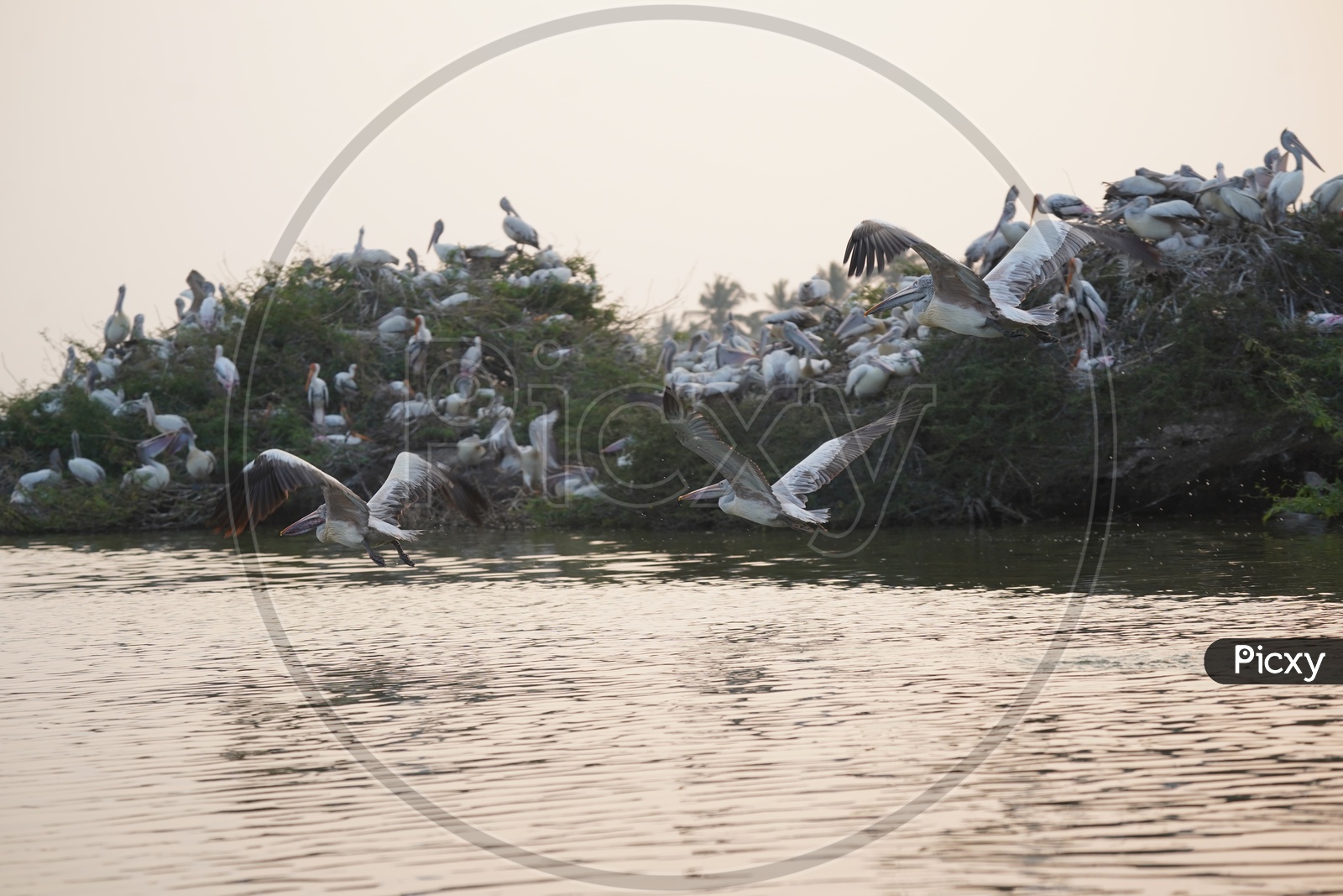 Image of Stork Birds at Kolleru Bird Sanctuary-GD200527-Picxy