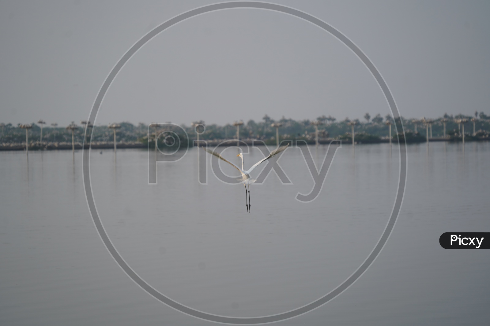 Image Of Stork Birds At Kolleru Bird Sanctuary-xw717498-picxy