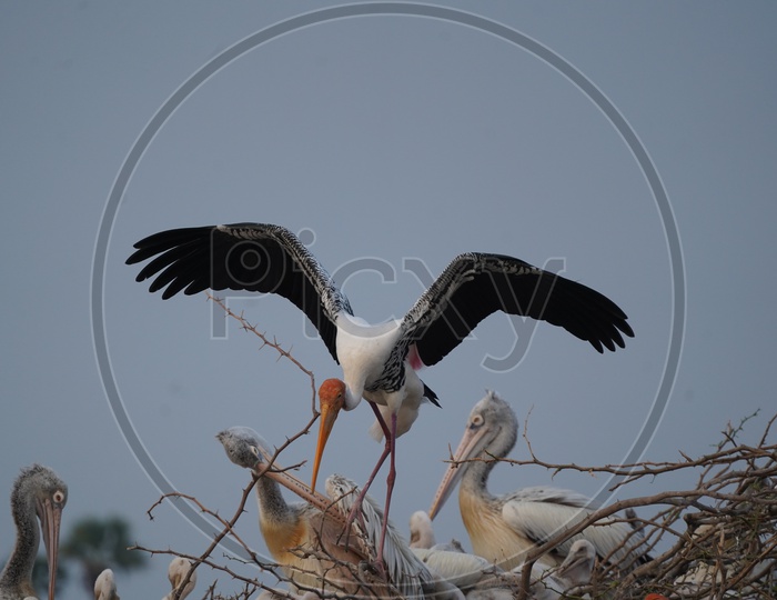 Stork Birds at Kolleru Bird Sanctuary