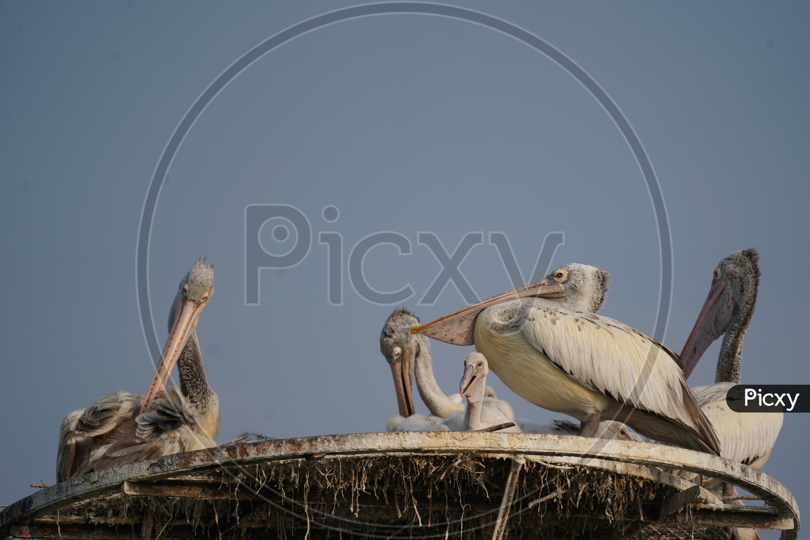 Pelican Birds at Kolleru Bird Sanctuary
