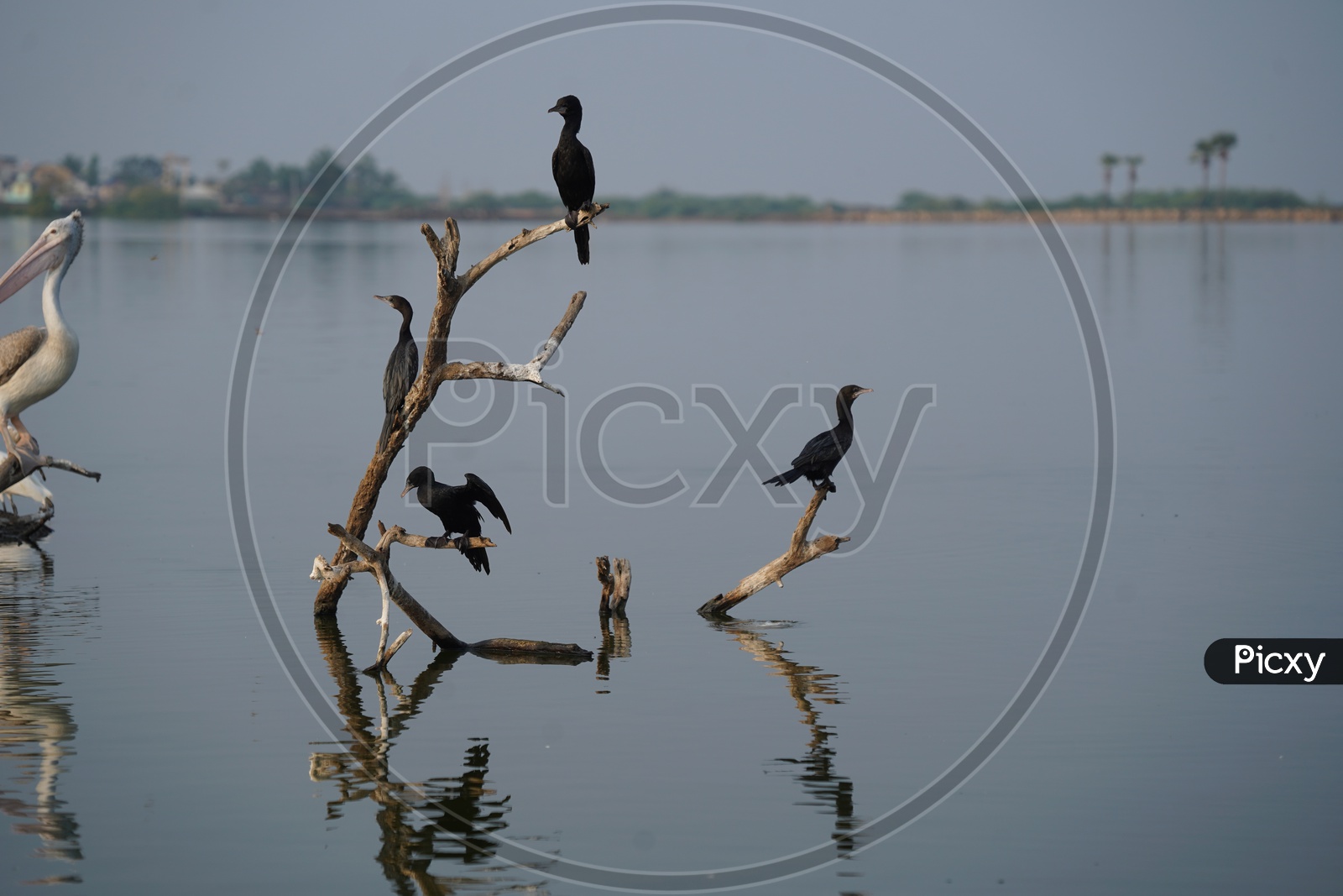 Image of Double-crested cormorant Birds at Kolleru Bird Sanctuary ...