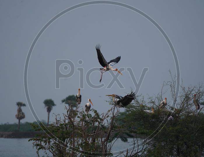 Stork Birds at Kolleru Bird Sanctuary