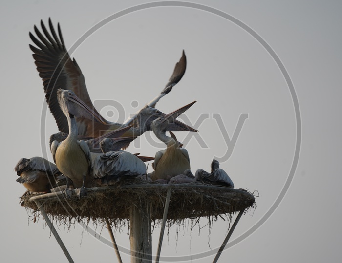 Pelican Birds at Kolleru Bird Sanctuary