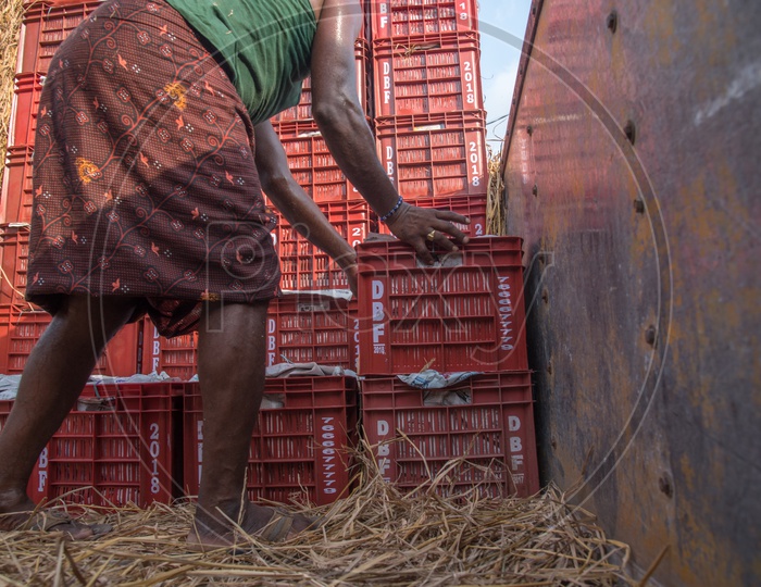 Mangoes stuffed in baskets are being loaded in a Lorry for Export to States across India.