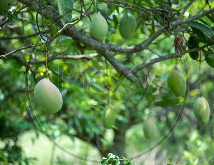 Collector Mango, a Variety of Mango.