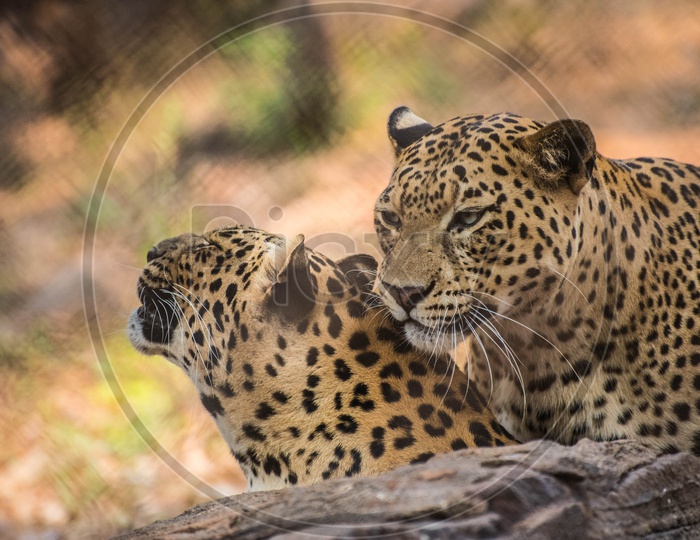Leopard's Making Love