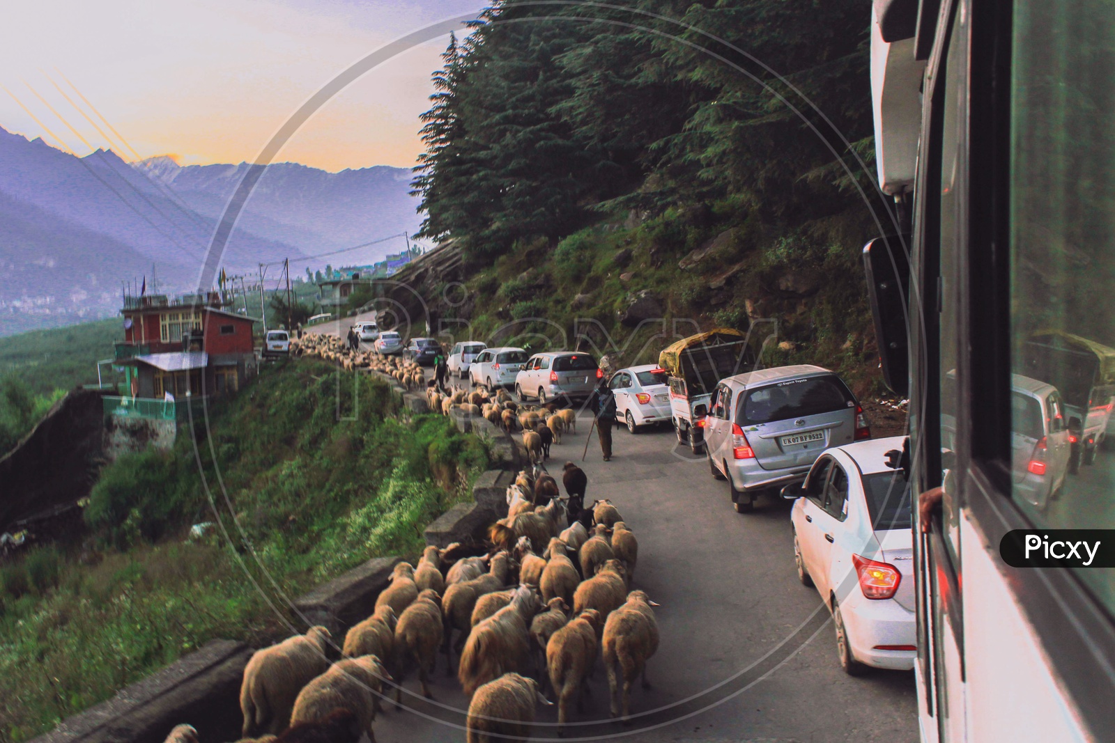 Sheeps' traffic