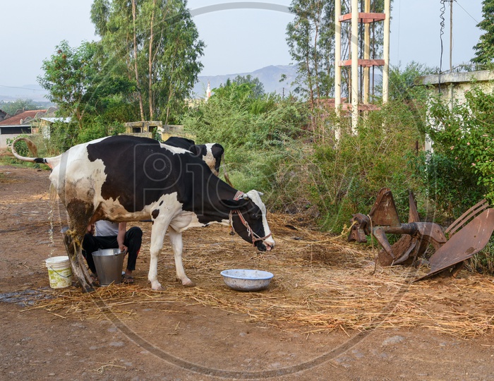 Milking a Cow in a village in Maharastra