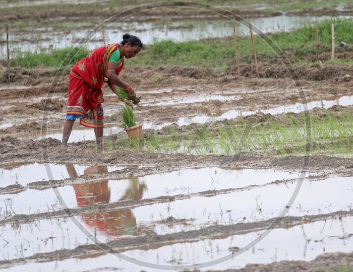 Indian farmer sowing paddy