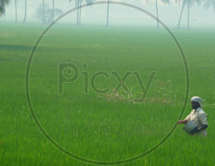 Farmer throwing Seeds in Paddy Field