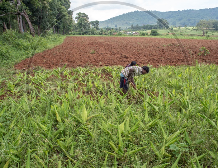 farmers working in  turmeric fields