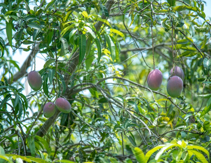 Suvarna Rekha, A Variety of Mango.