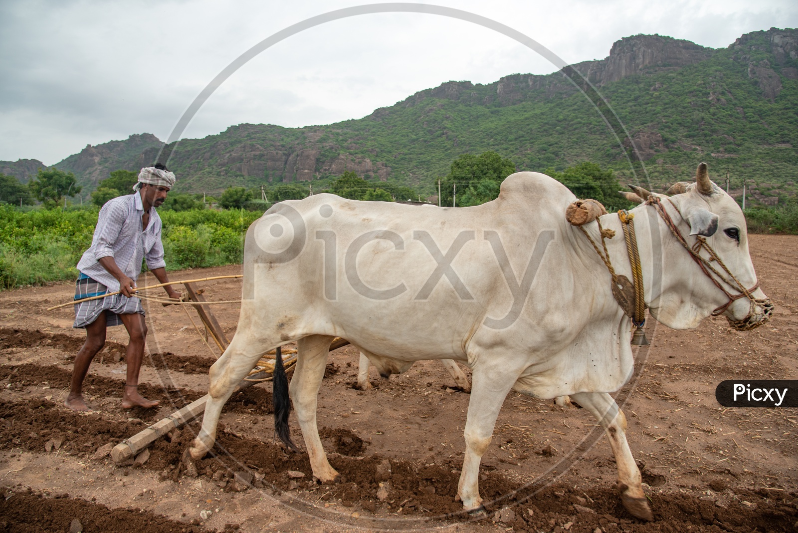 Ploughing a farm with Oxen