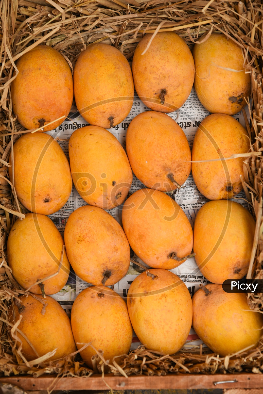 Ripe High Quality Alphonso Mangoes