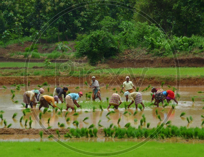 Female Farmer Planting  Paddy saplings.