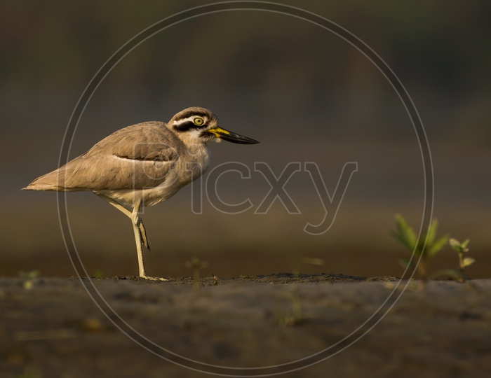 Great stone curlew or Great thick knee