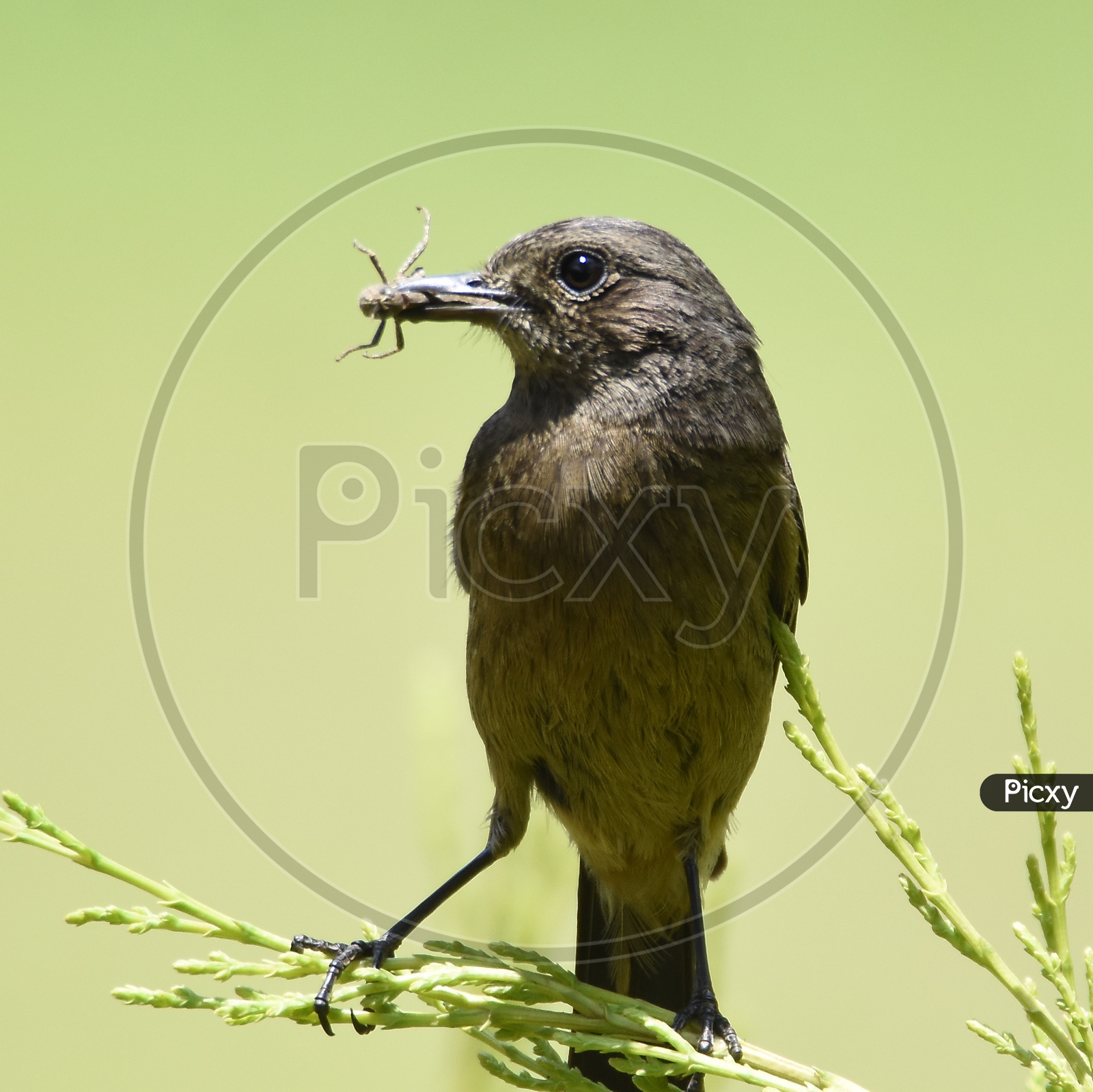 Stone chat with a Grasshopher catch