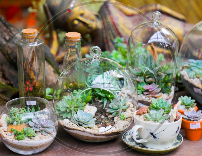 plants in glass bottles