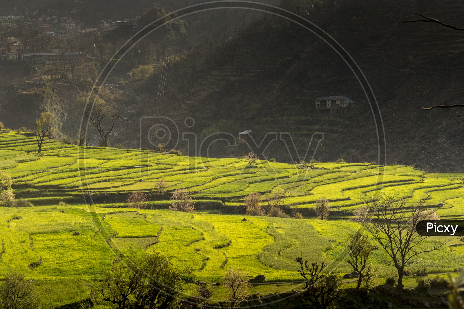 Lush Green Fields in Khajjiar, Himachal Pradesh
