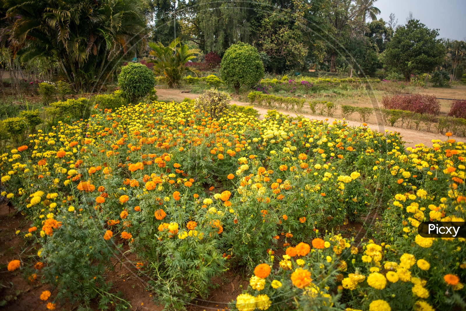 Marigold farms in botanical garden