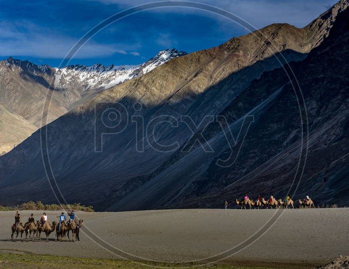 Camels in Nubra Valley, Ladakh