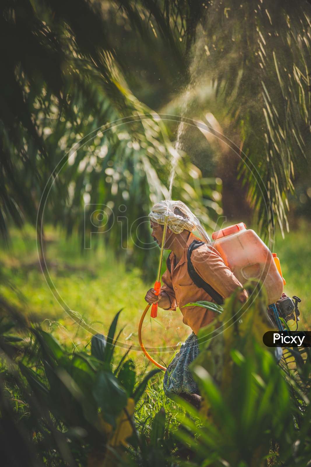 Spraying fertilizers at the palm plantation