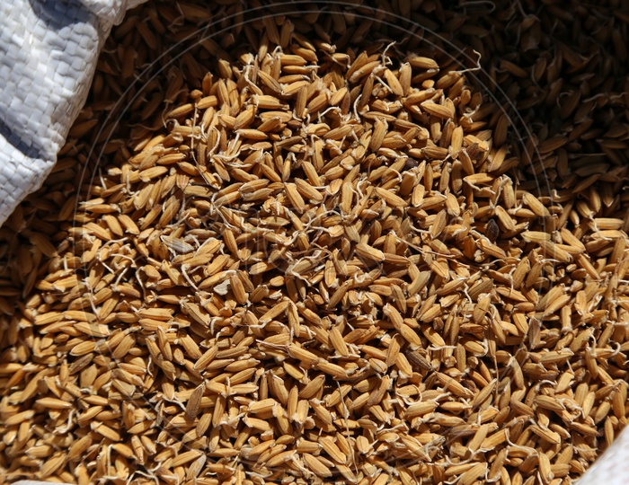 Rice seeds / Paddy Seeds
