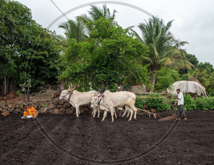Ploughing fertile black soil farmland in Maharashtra