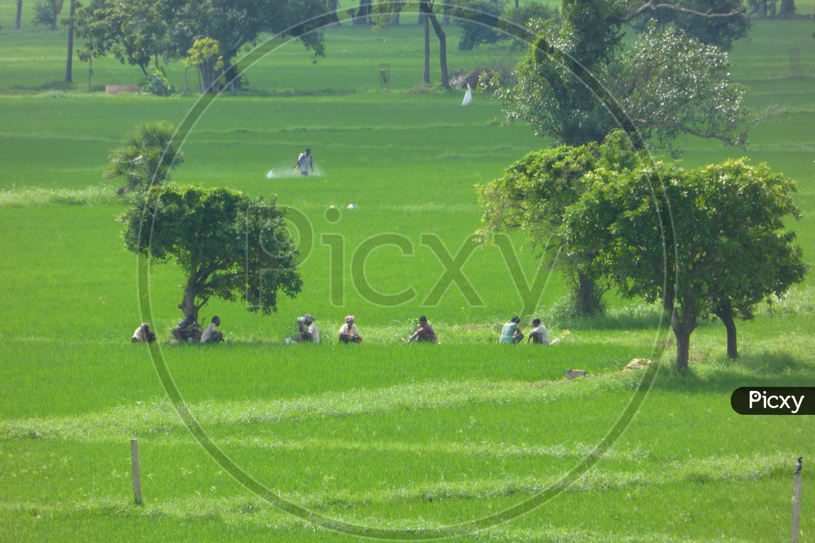 Farmers working in Lush Green Agriculture Fields