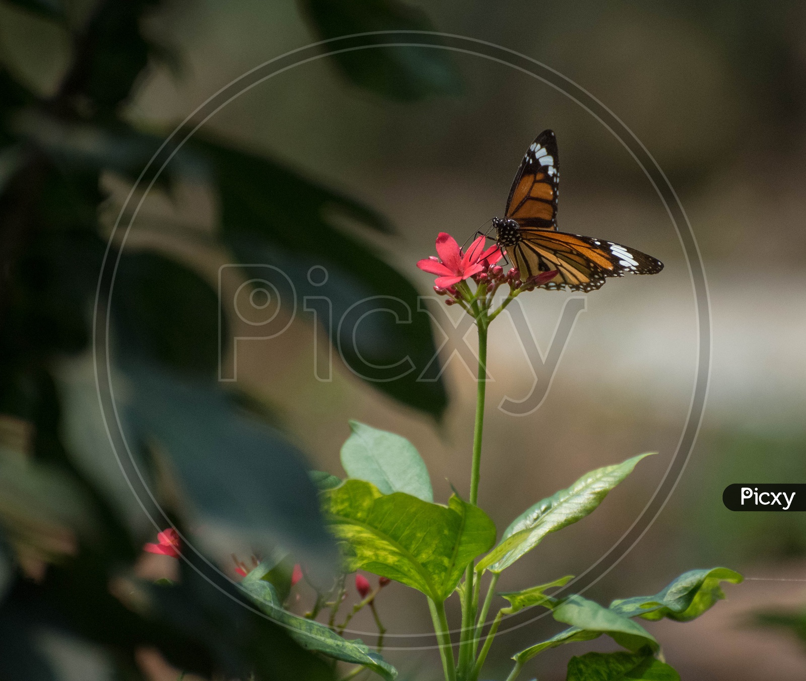Butterfly in Butterfly world, Indira gandhi zoo